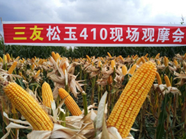 松玉410